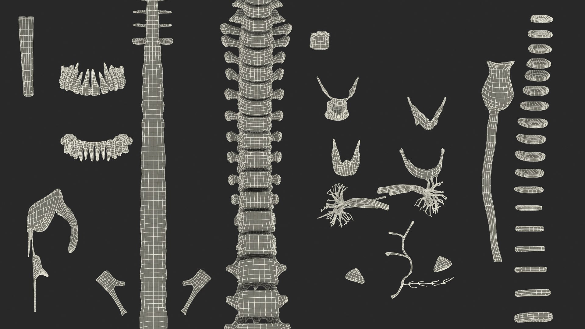 Boy Full Body Anatomy 3D model https://p.turbosquid.com/ts-thumb/2G/NtAV4W/VB/boyfullbodyanatomyvray3dmodel096/jpg/1667337959/1920x1080/fit_q87/010bc682d2e687698afccd3d4c87a4aed52c4f1b/boyfullbodyanatomyvray3dmodel096.jpg