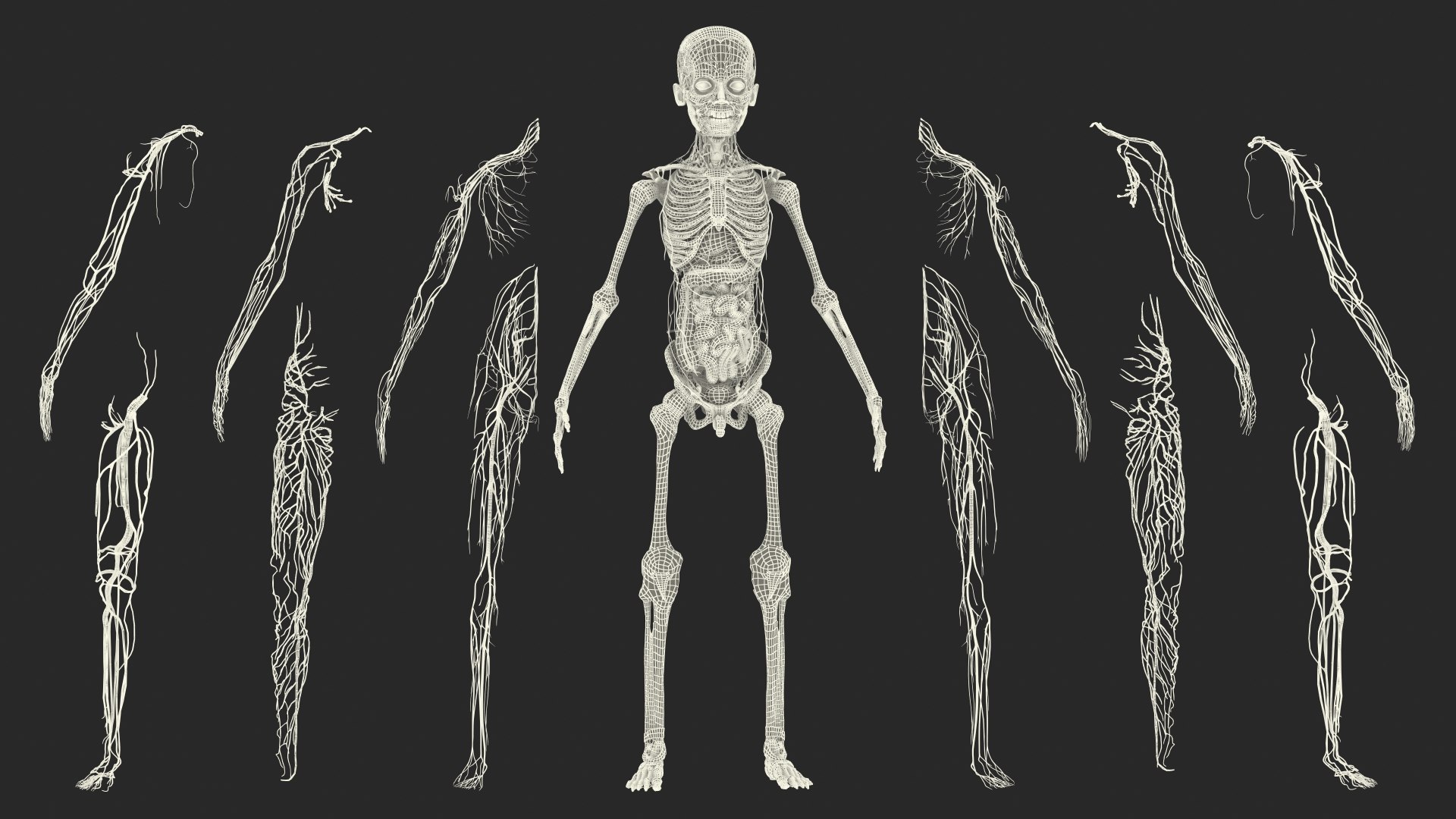 Boy Full Body Anatomy 3D model https://p.turbosquid.com/ts-thumb/2G/NtAV4W/bA/boyfullbodyanatomyvray3dmodel091/jpg/1667337938/1920x1080/fit_q87/6b8848e7cf007cb6cefe9ab3c0384d0e31062c39/boyfullbodyanatomyvray3dmodel091.jpg