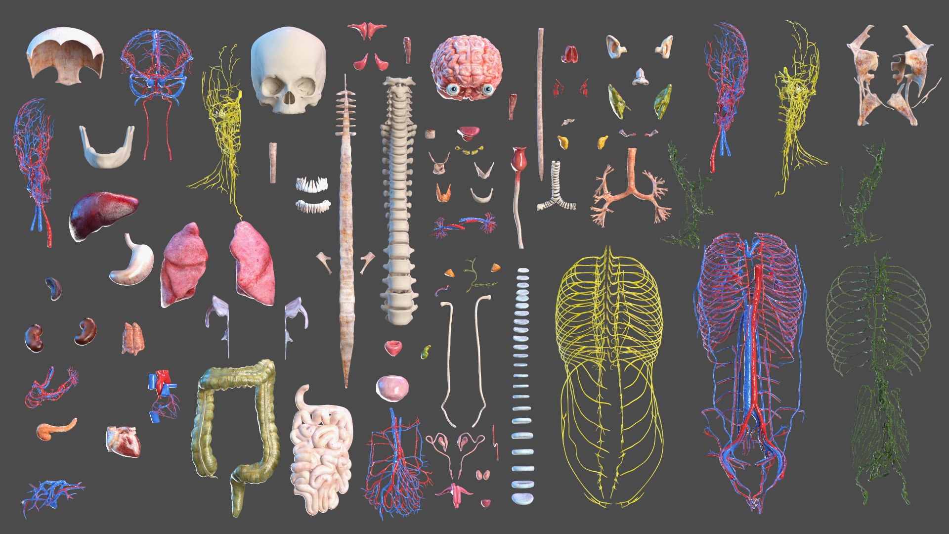 Boy Full Body Anatomy 3D model https://p.turbosquid.com/ts-thumb/2G/NtAV4W/bY/boyfullbodyanatomyvray3dmodel024/jpg/1667337672/1920x1080/fit_q87/8a51a4350642a017faea48d45bb98bffa86f23bf/boyfullbodyanatomyvray3dmodel024.jpg