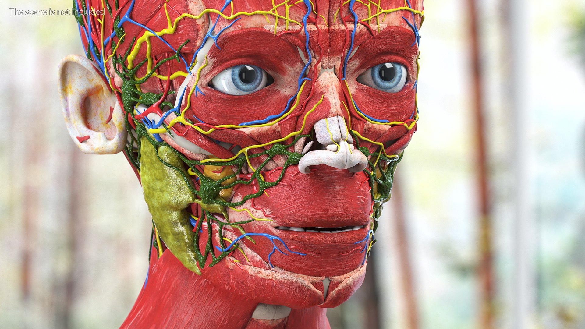 Boy Full Body Anatomy 3D model https://p.turbosquid.com/ts-thumb/2G/NtAV4W/iQ/boyfullbodyanatomyvray3dmodel006/jpg/1667337586/1920x1080/fit_q87/09a815ab44ddebdf81c74a8f44b88b40b170b555/boyfullbodyanatomyvray3dmodel006.jpg