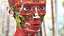 Boy Full Body Anatomy