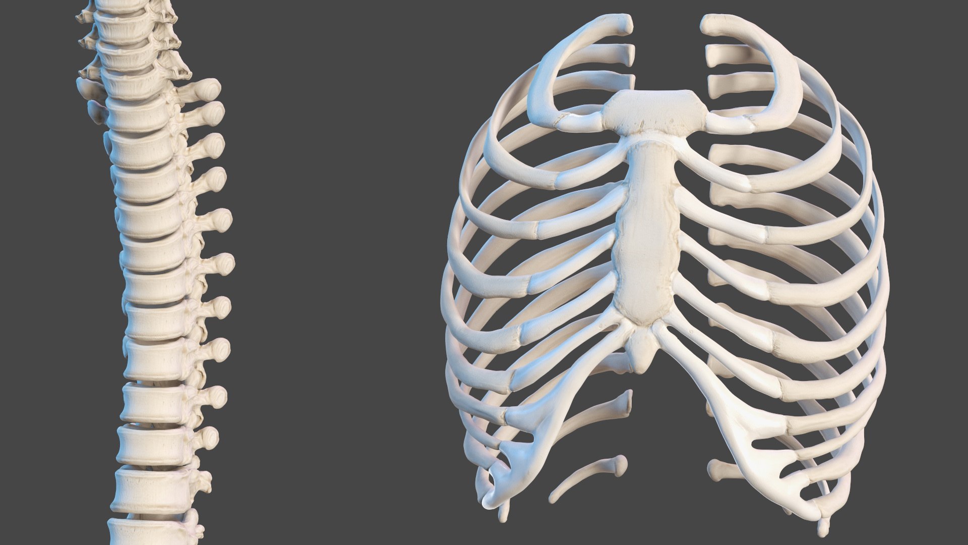 Boy Full Body Anatomy 3D model https://p.turbosquid.com/ts-thumb/2G/NtAV4W/if/boyfullbodyanatomyvray3dmodel032/jpg/1667337706/1920x1080/fit_q87/09f32416169457e018a54408d2cebe2b4ae712f2/boyfullbodyanatomyvray3dmodel032.jpg
