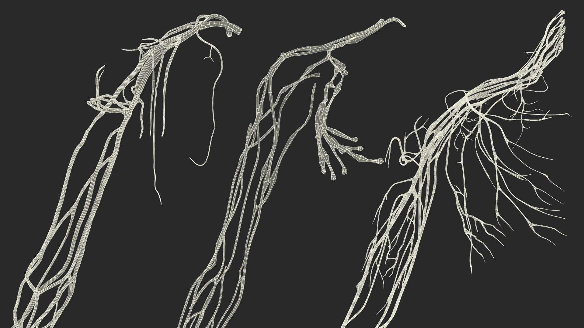 Boy Full Body Anatomy 3D model https://p.turbosquid.com/ts-thumb/2G/NtAV4W/jS/boyfullbodyanatomyvray3dmodel092/jpg/1667337942/1920x1080/fit_q87/cde521dd50a4cfceaabe27a71060ab5e7ad9d3b6/boyfullbodyanatomyvray3dmodel092.jpg
