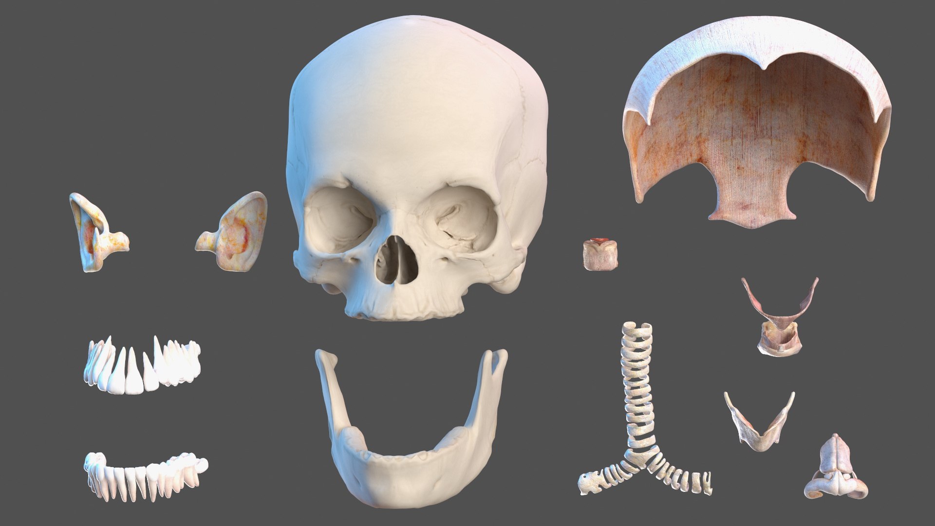 Boy Full Body Anatomy 3D model https://p.turbosquid.com/ts-thumb/2G/NtAV4W/sF/boyfullbodyanatomyvray3dmodel031/jpg/1667337701/1920x1080/fit_q87/5d342989c3e711933425b830e0d4cf4e98ae3811/boyfullbodyanatomyvray3dmodel031.jpg