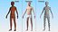 Boy Full Body Anatomy