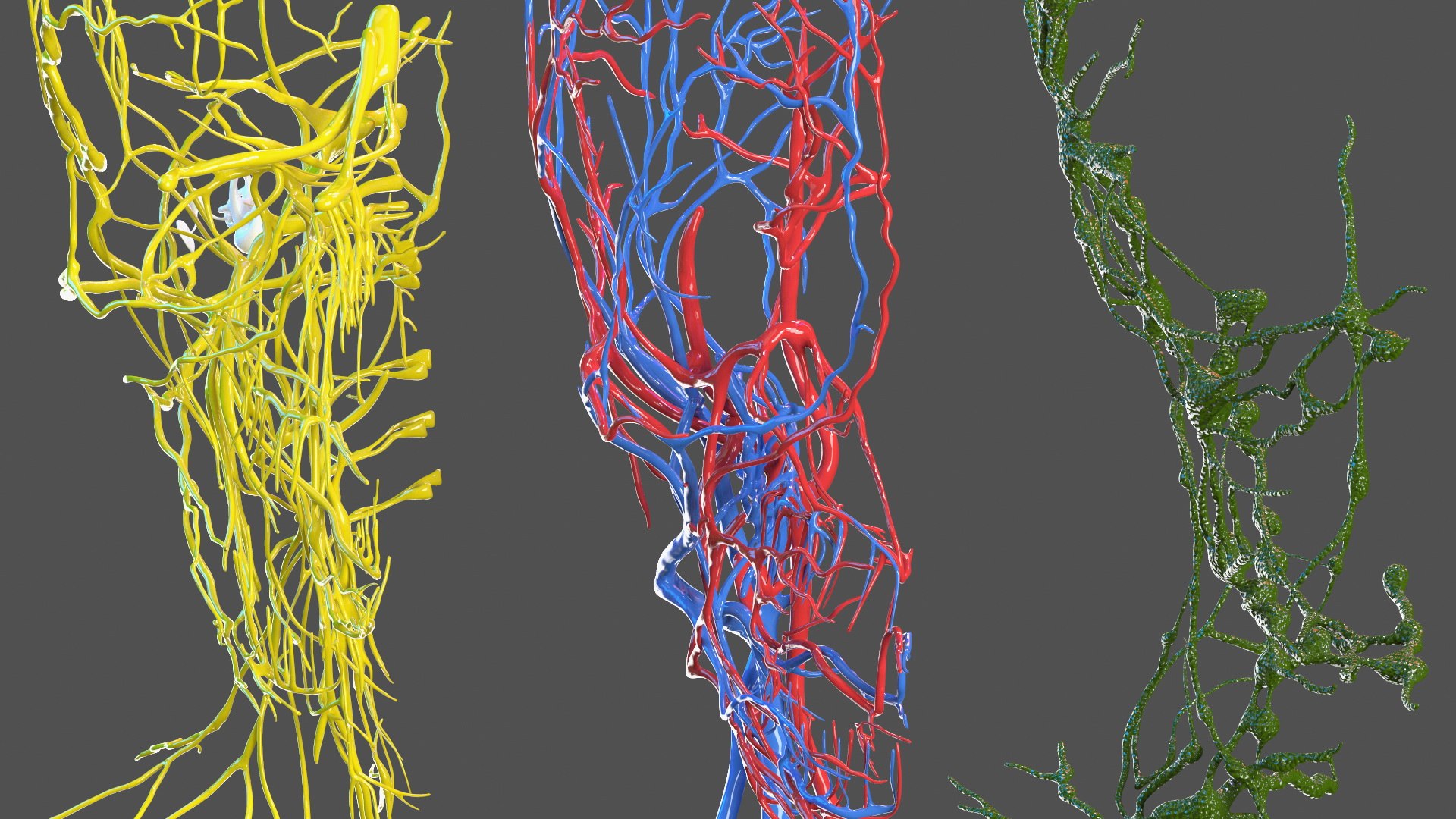 Boy Full Body Anatomy 3D model https://p.turbosquid.com/ts-thumb/2G/NtAV4W/ve/boyfullbodyanatomyvray3dmodel049/jpg/1667337792/1920x1080/fit_q87/08b47cf68f3e8914a178886b4e8419e3b60fa5f5/boyfullbodyanatomyvray3dmodel049.jpg