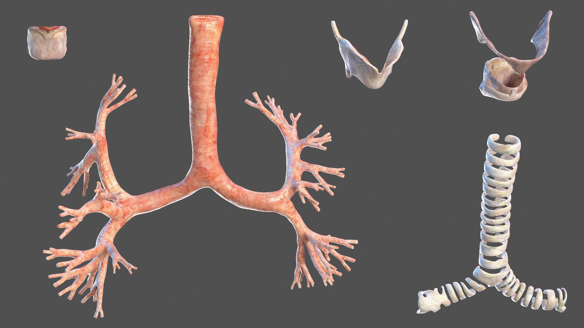 Boy Full Body Anatomy 3D model https://p.turbosquid.com/ts-thumb/2G/NtAV4W/wa/boyfullbodyanatomyvray3dmodel043/jpg/1667337760/1920x1080/fit_q87/790ca174fa408ad0b44d34f53d90b7e174249741/boyfullbodyanatomyvray3dmodel043.jpg