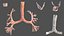 Boy Full Body Anatomy