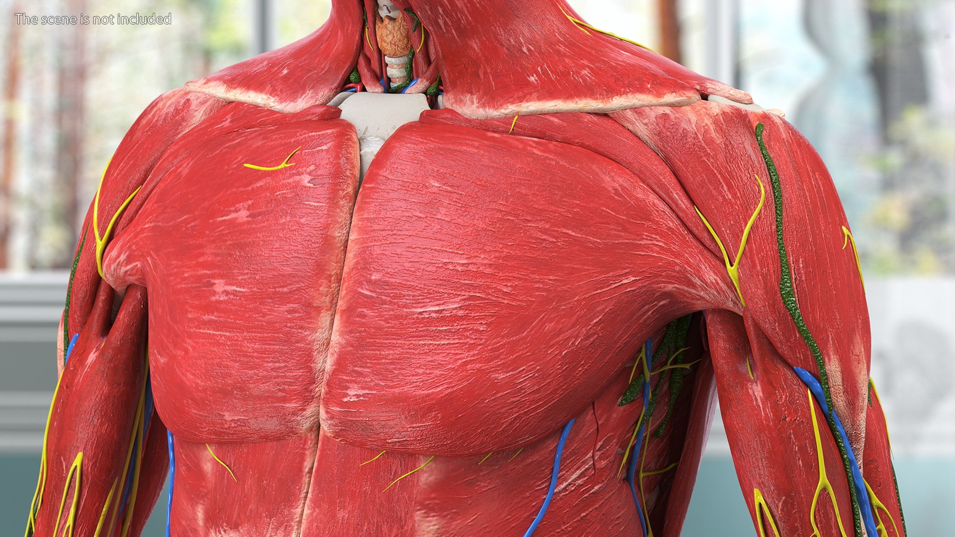 Boy Full Body Anatomy 3D model https://p.turbosquid.com/ts-thumb/2G/NtAV4W/x9/boyfullbodyanatomyvray3dmodel007/jpg/1667337589/1920x1080/fit_q87/f987ae4369d4f306789bb9b109ca229ff48c25d7/boyfullbodyanatomyvray3dmodel007.jpg