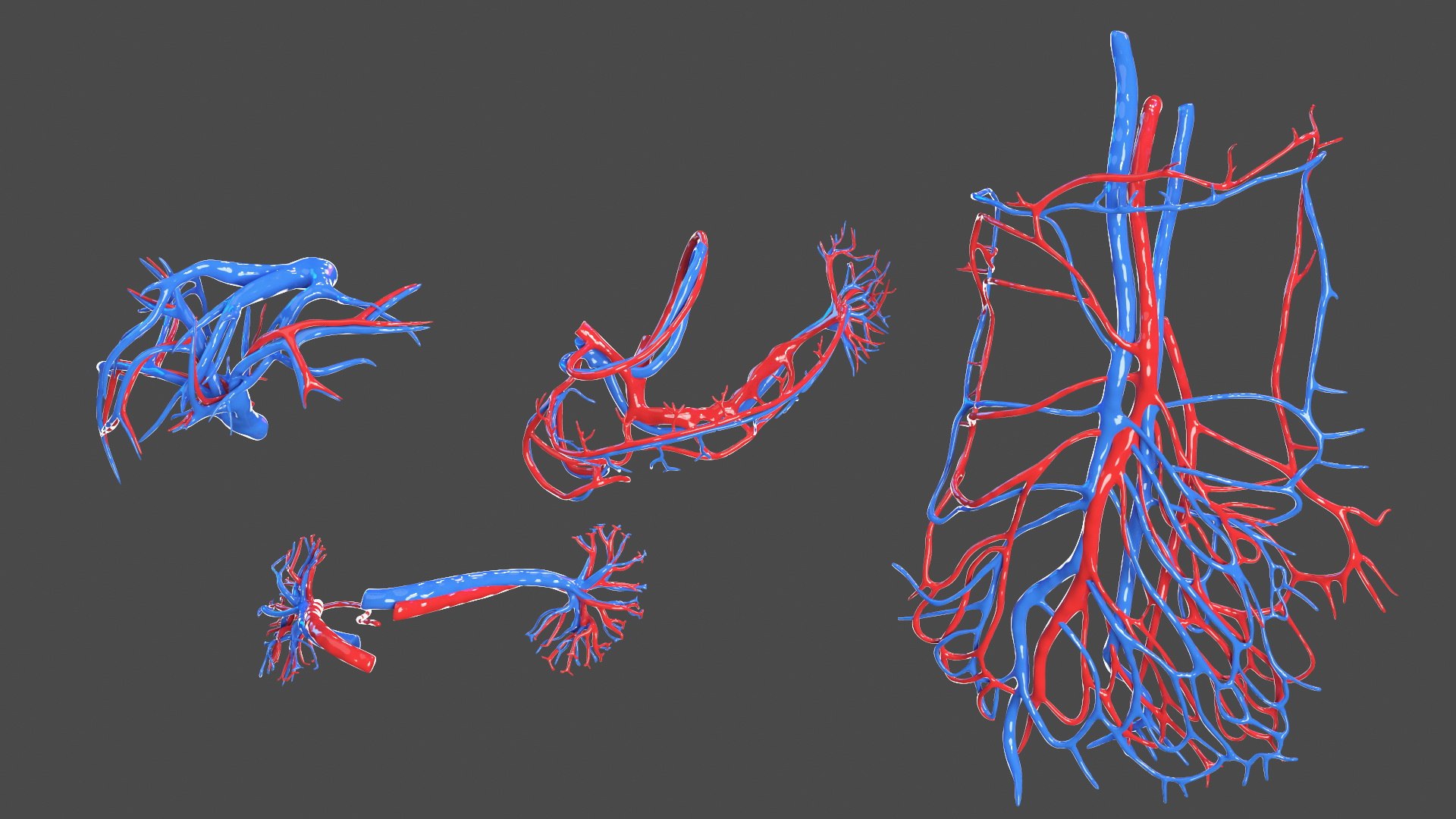 Boy Full Body Anatomy 3D model https://p.turbosquid.com/ts-thumb/2G/NtAV4W/zR/boyfullbodyanatomyvray3dmodel053/jpg/1667337800/1920x1080/fit_q87/fa4e06acf0bf5126182865c43c831f00a7ec1ccc/boyfullbodyanatomyvray3dmodel053.jpg