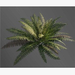 ferns nature plant 3D model