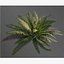 3D Ferns Collection