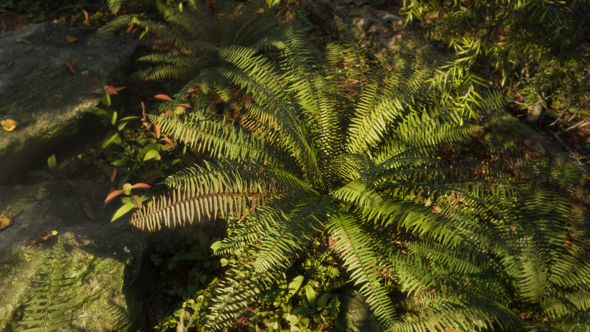 ferns nature plant 3D model https://p.turbosquid.com/ts-thumb/2G/sirDVU/fUyCjMk6/3dfernscollection_03/jpg/1600266190/1920x1080/fit_q87/a540cbc2e94d0e3508808887a3500ffcbeb56e89/3dfernscollection_03.jpg