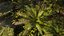 3D Ferns Collection