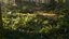 3D Ferns Collection