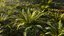 3D Ferns Collection