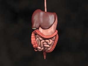 human abdomin large intestine 3d model
