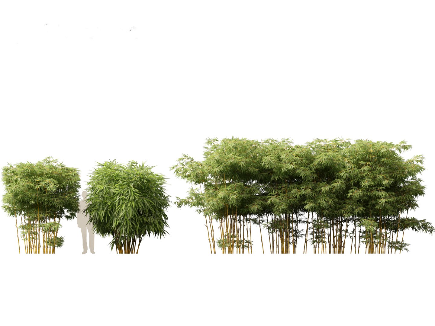 Alphonse karr bamboo - Bambusa multiplex cv Alphonse Karr 02 model https://p.turbosquid.com/ts-thumb/2H/JYPxAG/GM/alphonsekarrbamboo025/jpg/1697207605/1920x1080/fit_q87/bcc0f0f895bbb3f0febbcfbf5b18bc121cd480c0/alphonsekarrbamboo025.jpg