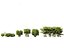 Alphonse karr bamboo - Bambusa multiplex cv Alphonse Karr 02