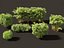 Alphonse karr bamboo - Bambusa multiplex cv Alphonse Karr 02