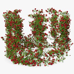 Red Rose Bush