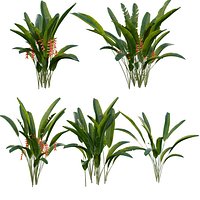 Heliconia rostrata