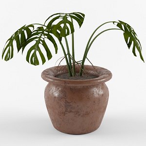 3D model monstera plant