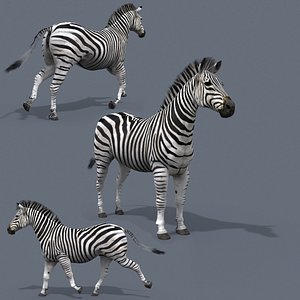 Pro Zebra - 4K 3D model