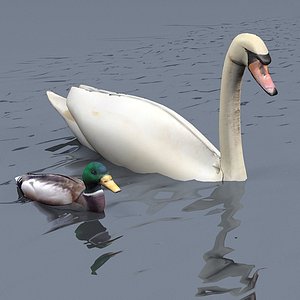 max swan duck animal