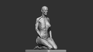Female anatomy  Sitting Pose  print model