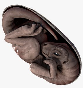 Dinosaur Embryo