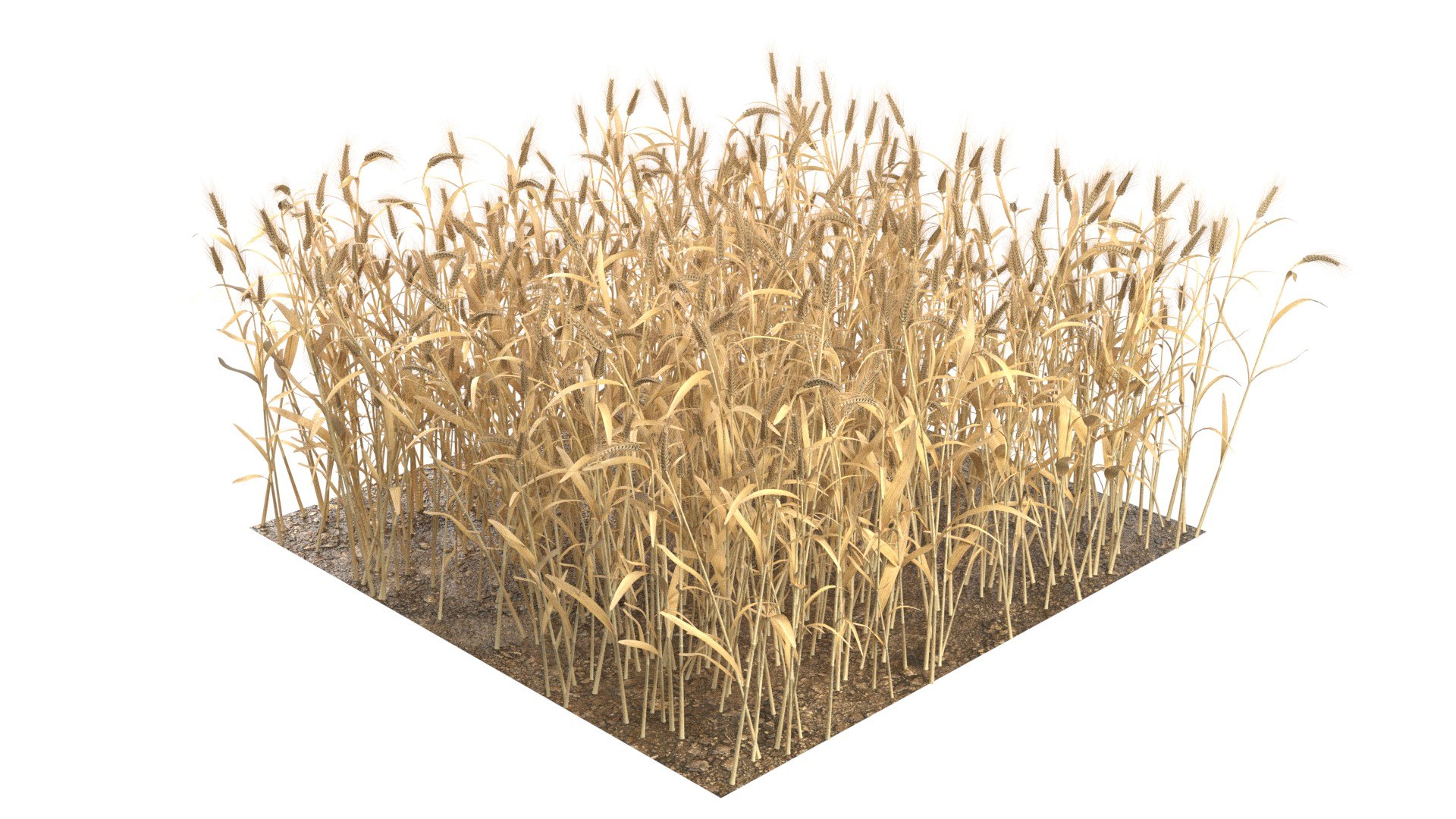 3D Wheat Mega Collection https://p.turbosquid.com/ts-thumb/2H/vU1QuE/EC/1/jpg/1747546924/1920x1080/fit_q87/8a3a1d55253b342b43d78404e71a5689f2eae761/1.jpg