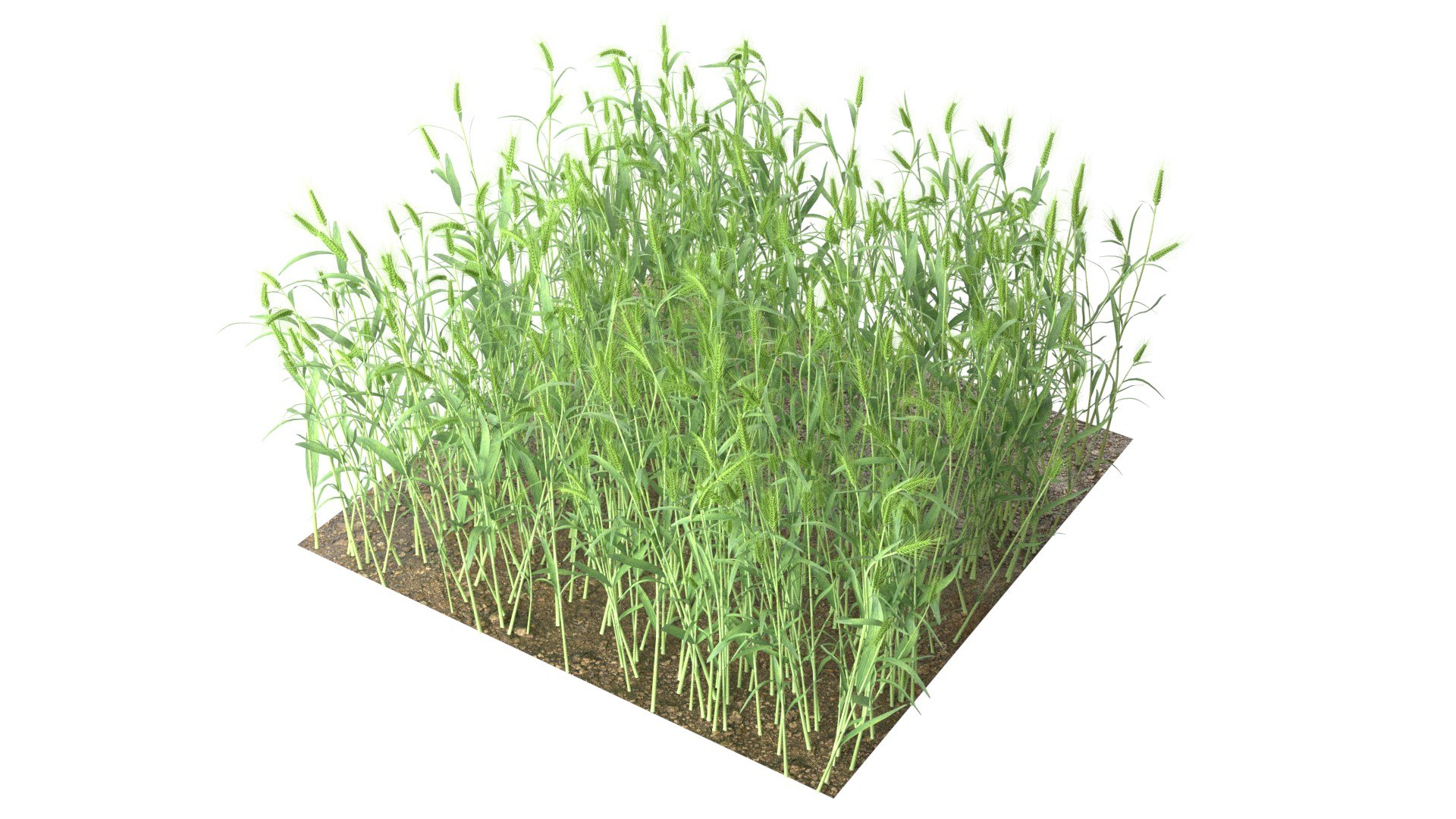3D Wheat Mega Collection https://p.turbosquid.com/ts-thumb/2H/vU1QuE/iI/1/jpg/1747547428/1920x1080/fit_q87/8ee07244f9c621244ffe87d2fbc6f5ab71d9d3ea/1.jpg