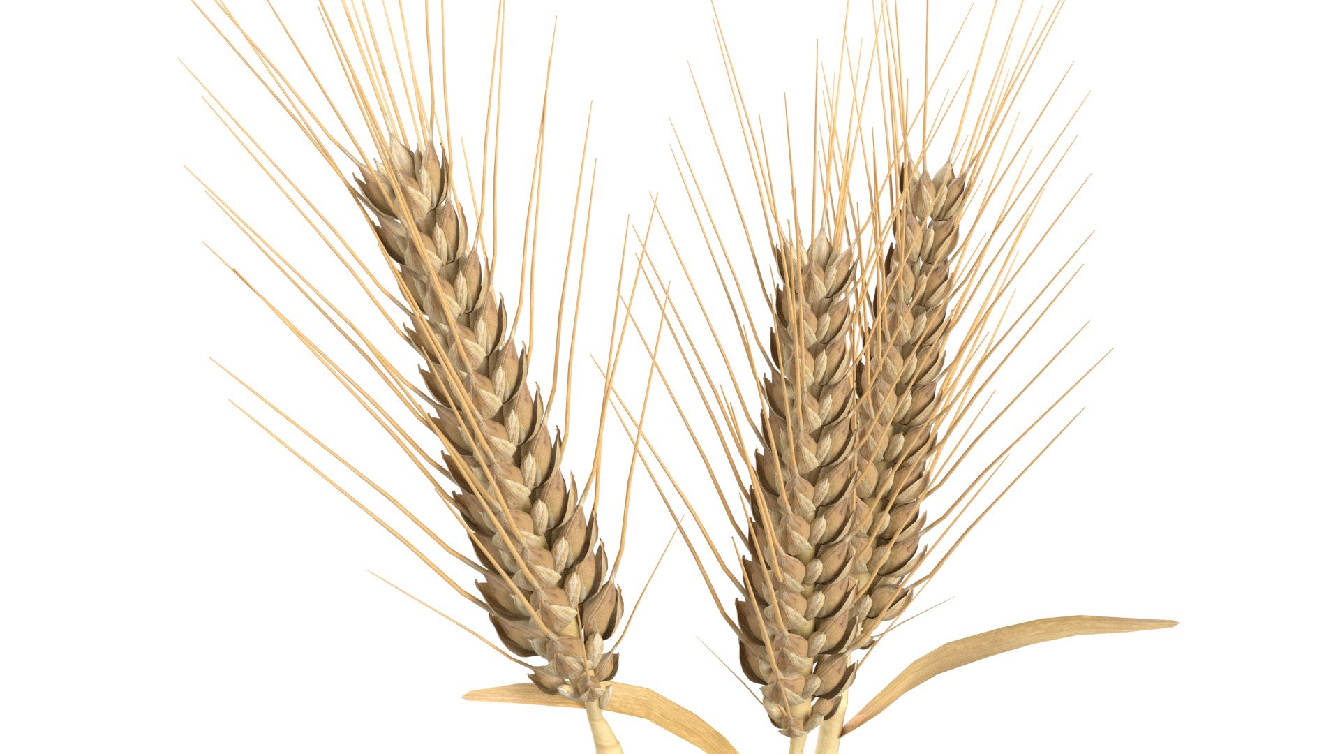 3D Wheat Mega Collection https://p.turbosquid.com/ts-thumb/2H/vU1QuE/wm/2/jpg/1747547629/1920x1080/fit_q87/9473cadb5bdfe3937e72f4980e0da5f3476ecde8/2.jpg