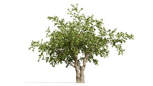Arabian Sidr Tree Collection 3D