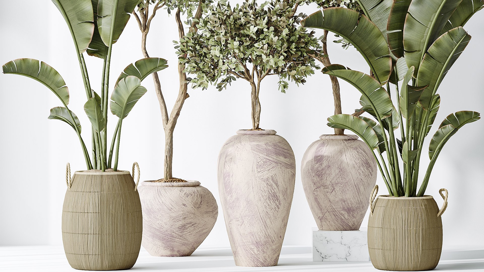 AV Indoor plants set 163 Mission Olive Tree and Ravenala Banana Strelitzia Nicolai Bird Of Paradise 3D model https://p.turbosquid.com/ts-thumb/2I/193qYU/79/04/png/1737963049/1920x1080/fit_q87/fd64d3a9e24703398cb02cb0135fd473bb2e0802/04.jpg
