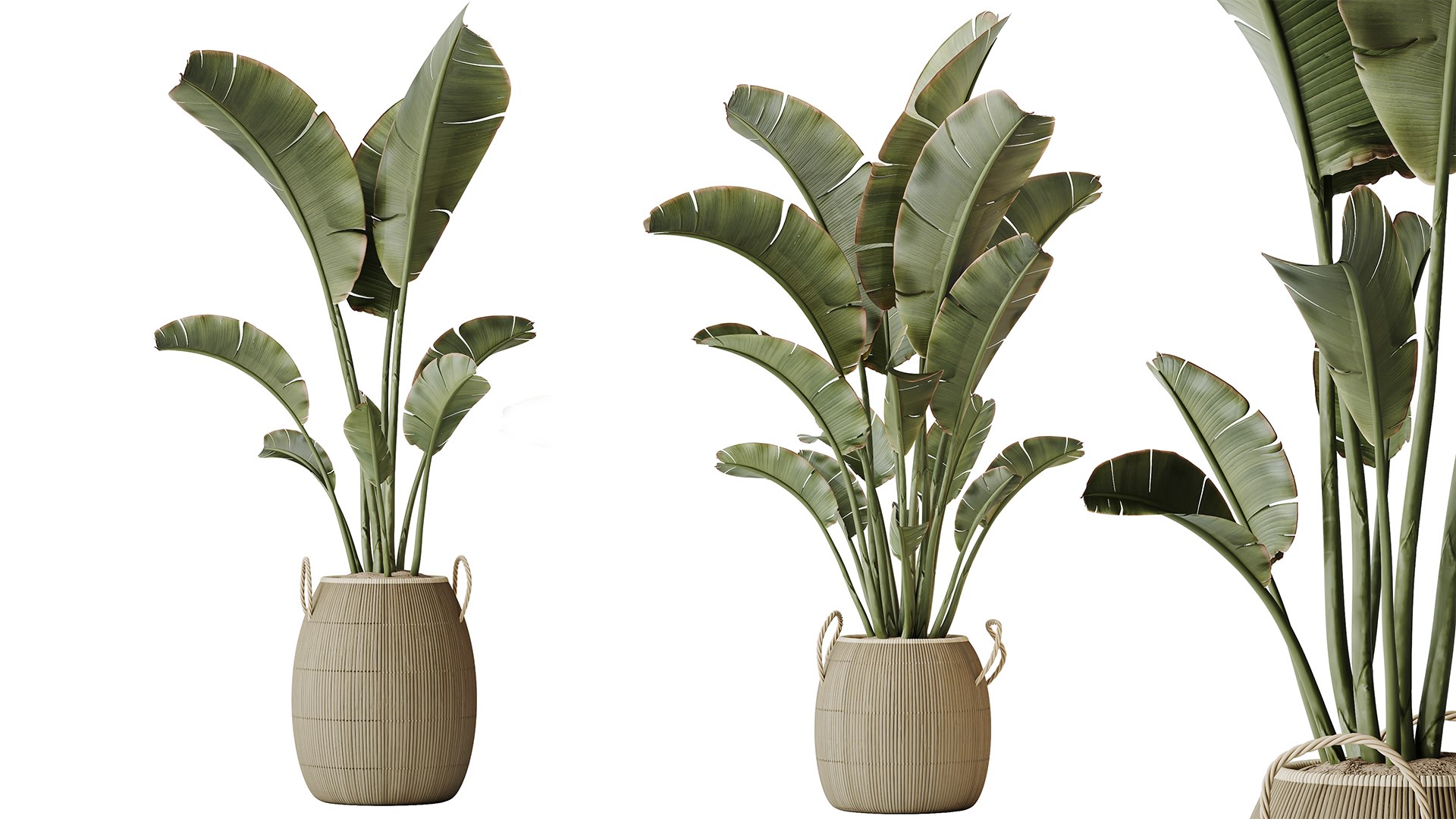 AV Indoor plants set 163 Mission Olive Tree and Ravenala Banana Strelitzia Nicolai Bird Of Paradise 3D model https://p.turbosquid.com/ts-thumb/2I/193qYU/PM/03/png/1737963051/1920x1080/fit_q87/4b6fa6be01a9d077ecfa9b80333ec5d5d476d9cf/03.jpg