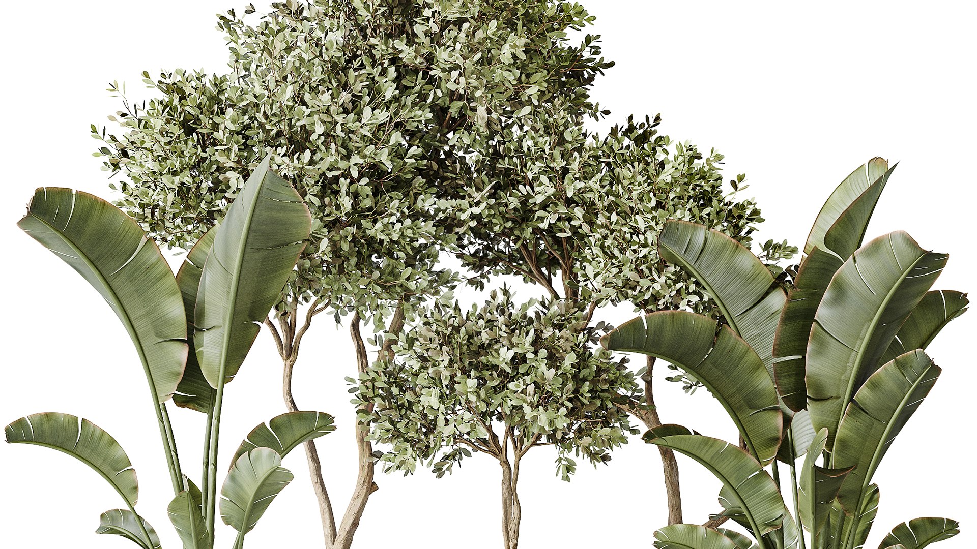 AV Indoor plants set 163 Mission Olive Tree and Ravenala Banana Strelitzia Nicolai Bird Of Paradise 3D model https://p.turbosquid.com/ts-thumb/2I/193qYU/or/06/png/1737963050/1920x1080/fit_q87/24e9a18c1fa2ec2dc487e0626e7c82450816a0f4/06.jpg