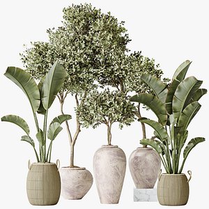 AV Indoor plants set 163 Mission Olive Tree and Ravenala Banana Strelitzia Nicolai Bird Of Paradise 3D model