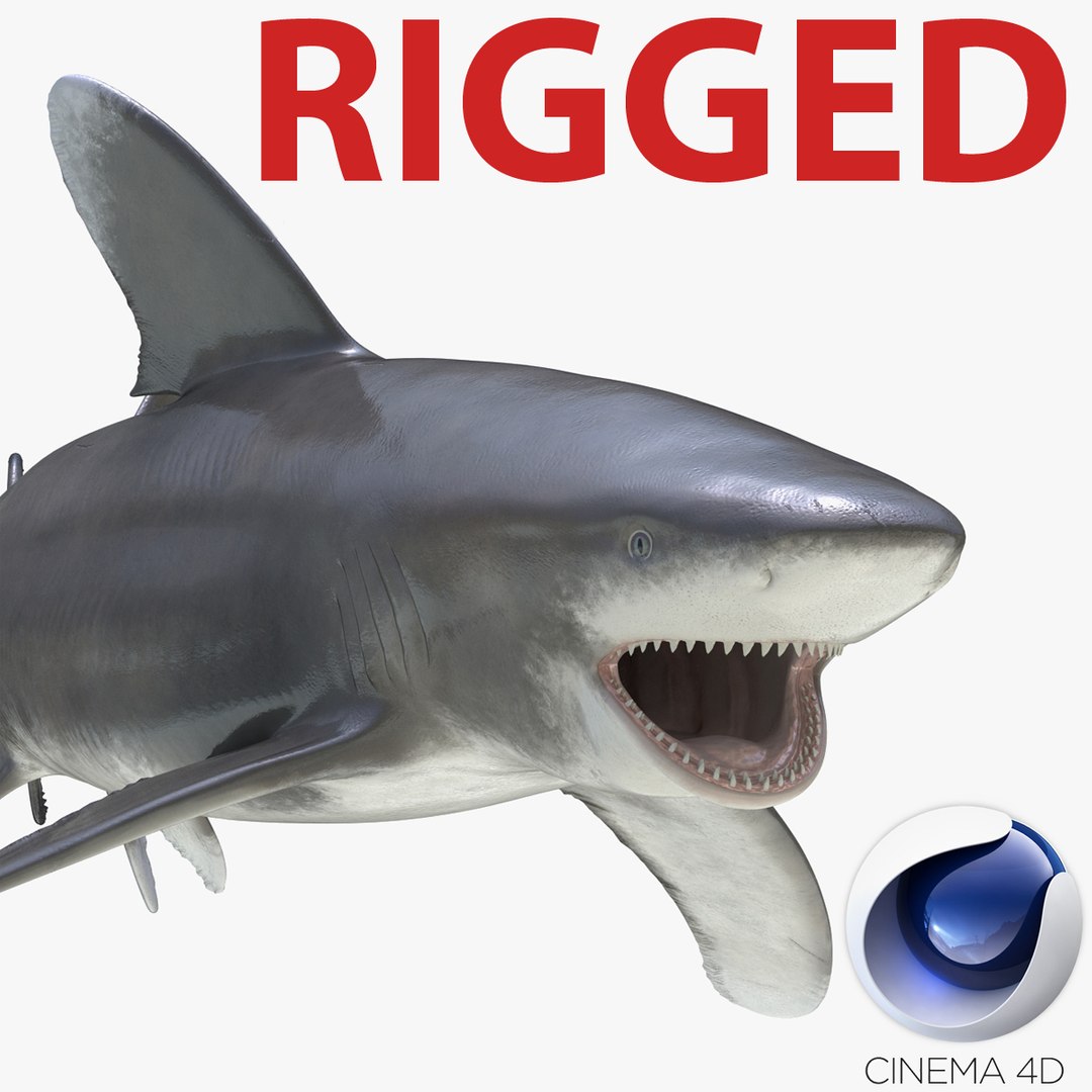 Oceanic Whitetip Shark Rigged for Cinema 4D 3D model preview