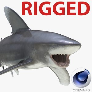 3d model of oceanic whitetip shark rigged