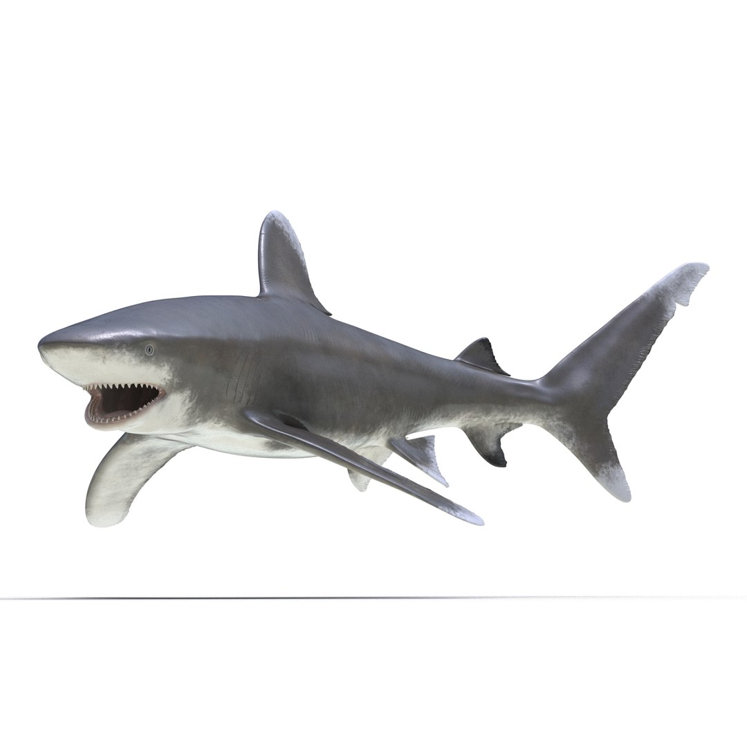 3d model of oceanic whitetip shark rigged