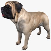 English Mastiff