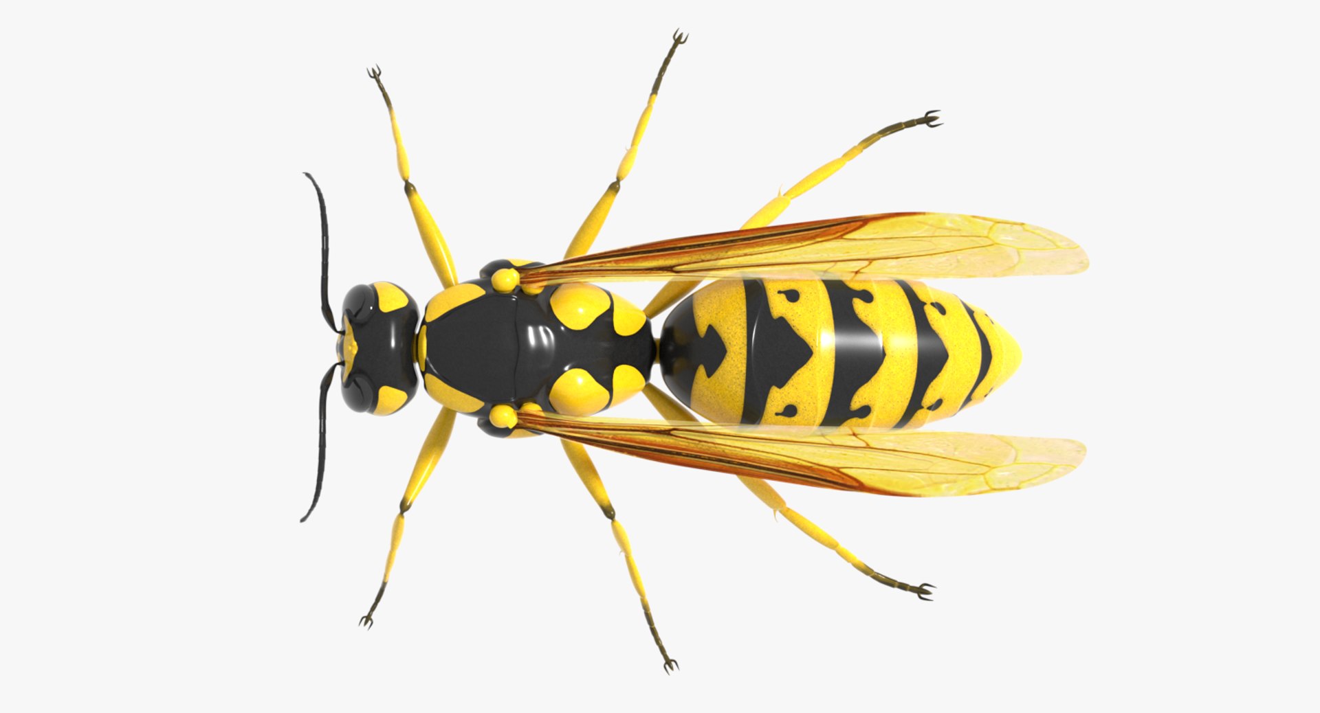 wasp nest 3D model https://p.turbosquid.com/ts-thumb/2I/GYbW7s/IVtNk2ld/001/png/1562378282/1920x1080/fit_q87/00f6786c036119c3962d44389d3ab6ade718c967/001.jpg