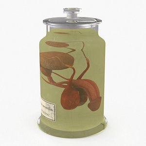 Male Genitalia in Glass Jar 3D model