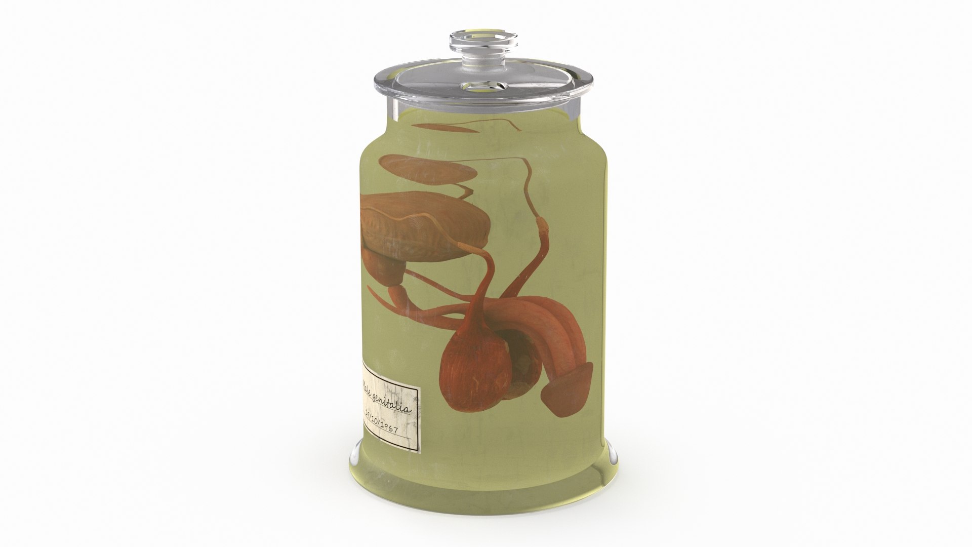 Male Genitalia in Glass Jar 3D model preview