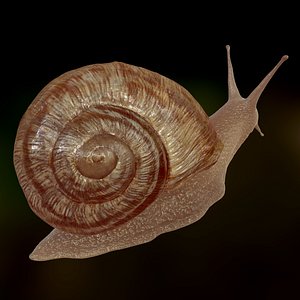 3D snail realistic pbr