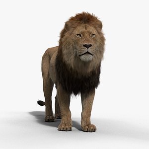 Male Lion Animated 3D model
