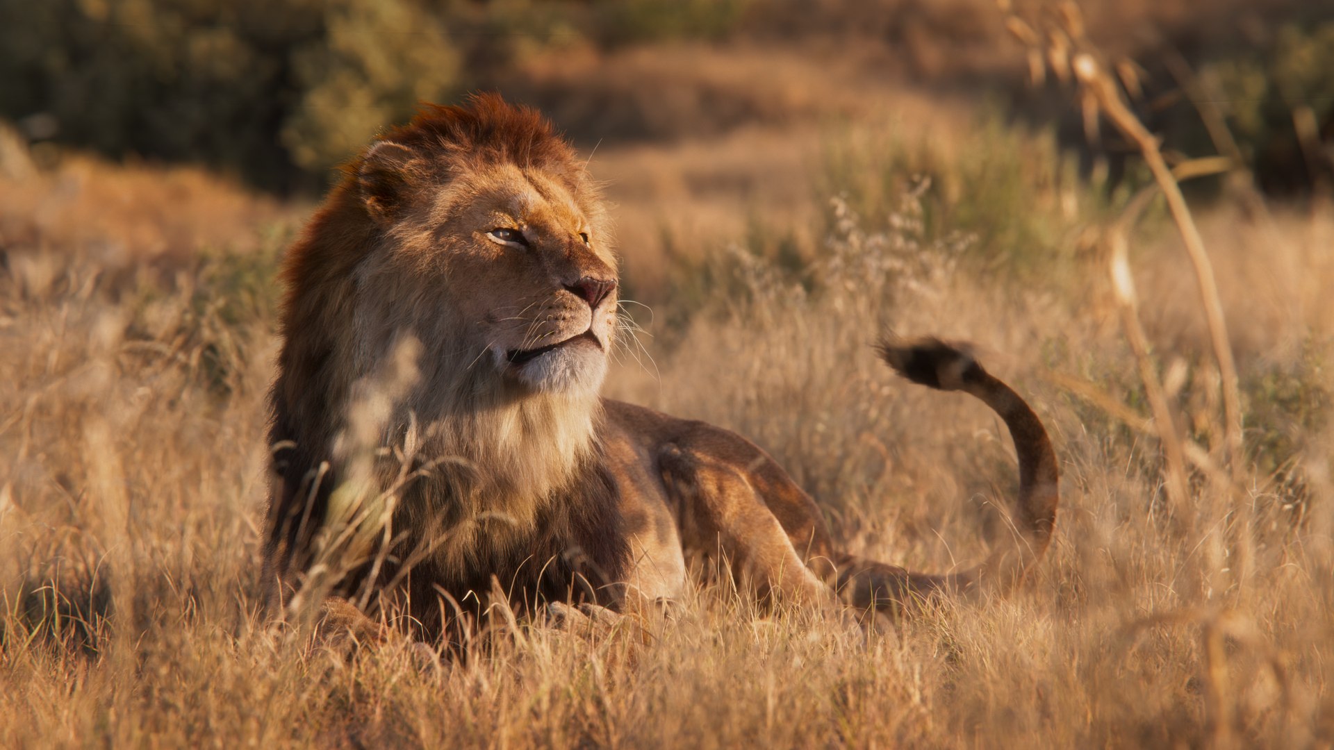 Male Lion Animated 3D model https://p.turbosquid.com/ts-thumb/2I/SrnFNt/YE/5/jpg/1671201340/1920x1080/fit_q87/a63d502f4228c4e1f3f5c993fc91cb5ef243ee90/5.jpg