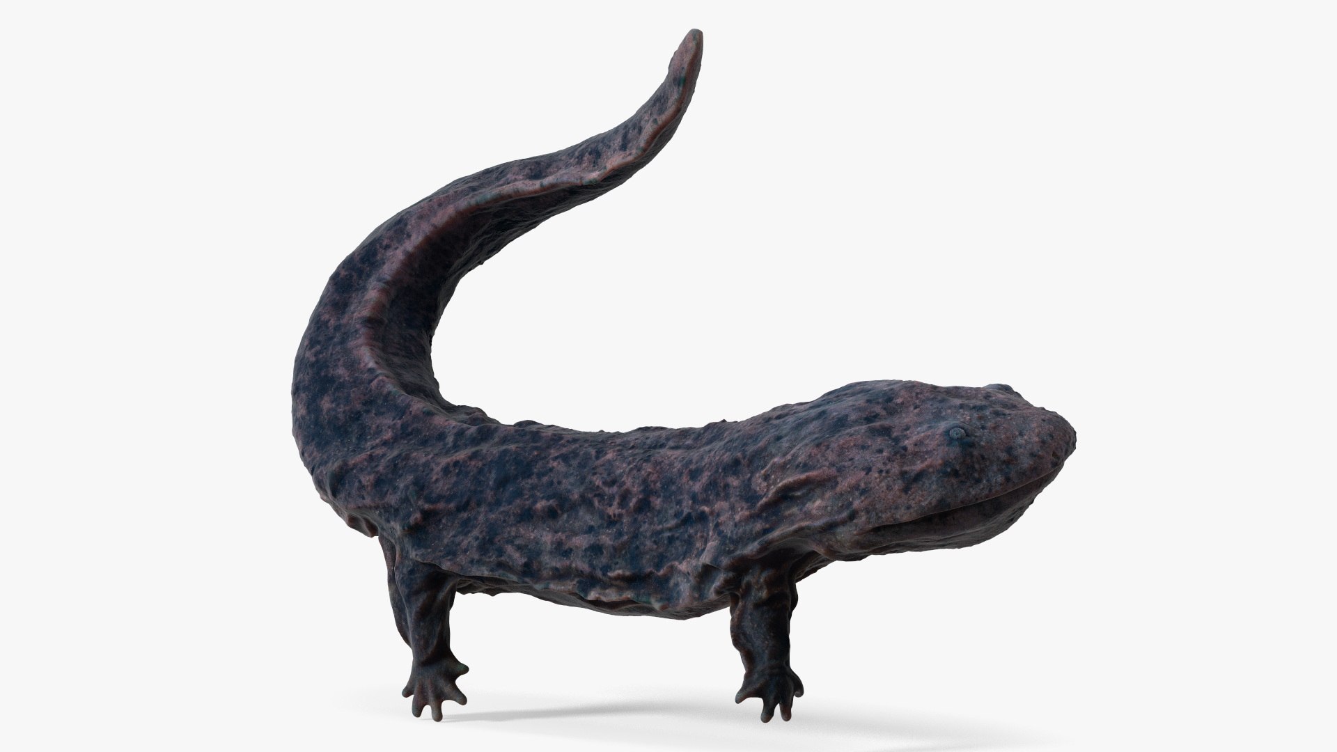Giant Salamander Dark Swimming 3D model preview